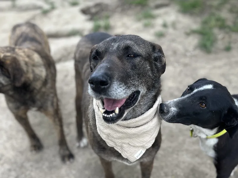 beitragsbild-ben-schaeferhund-mischling-senior-ruede-aus-tierschutz-nordmazedonien-adoptieren.