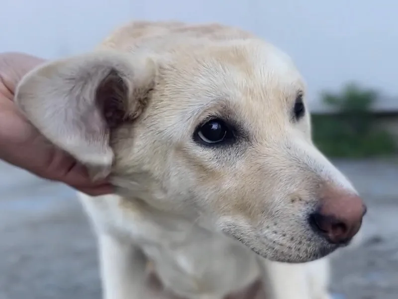 eitragsbild-ella-kleine-liebe-weisse-huendin-aus-tierschutz