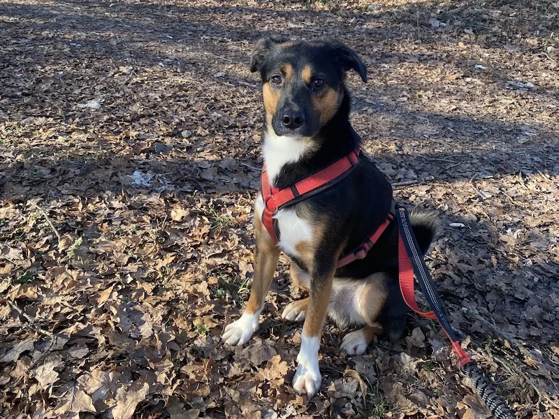 beitragsbild-joey-kleiner-ruede-aus-dem-tierschutz-auf-pflegestelle-nrw-adoptieren