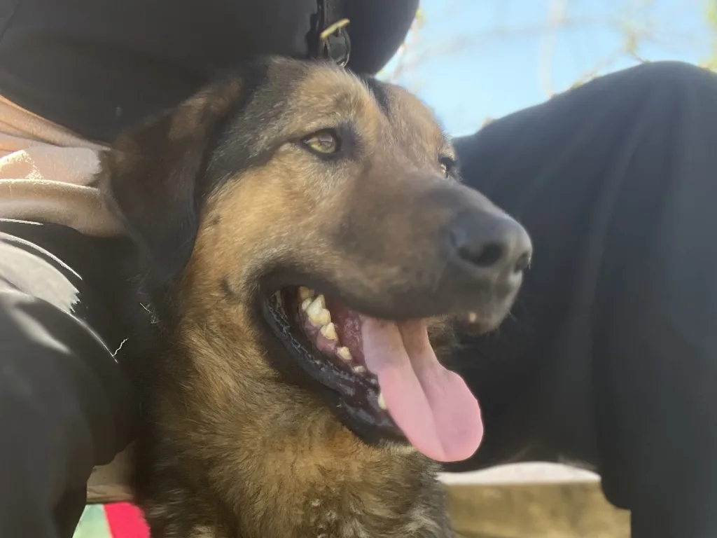beitragsbild-ruede-tierschutzhund-toni-aus-dem-tierschutz-adoptieren-nordmazedonien-skopje