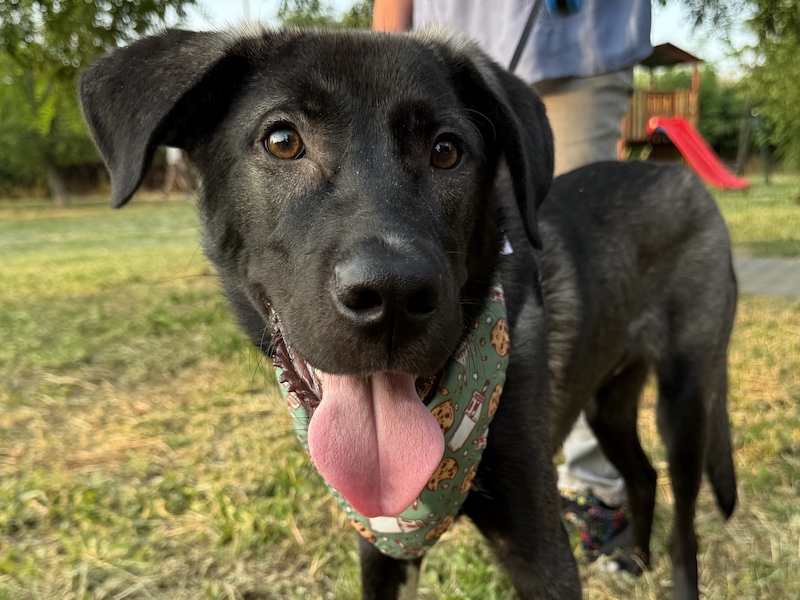 beitragsbild-benno-pflegehund-skopje-aus-dem-tierschutz-junghund-nordmazedonien