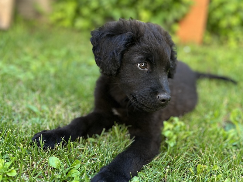 beitragsbild-clyde-welpe-aus-tierschutz-nordmazedonien-skopje-adoptieren