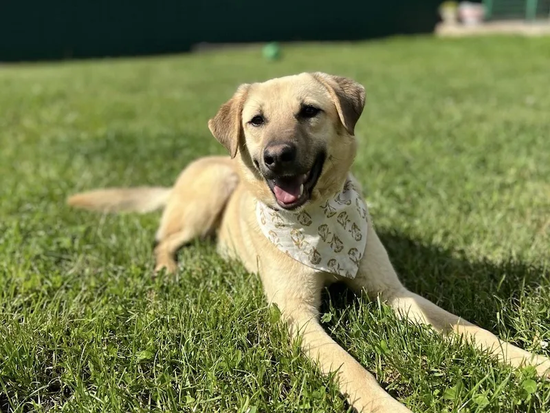 beitragsbild-labi-freundlicher-ruede-anfaengerhund-aus-dem-tierschutz-nordmazedonien