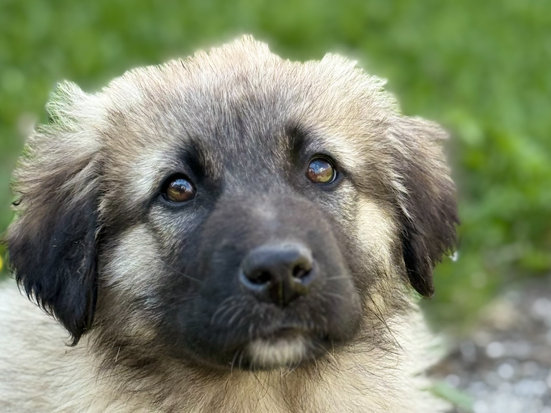 ausschnitt-trixi-junghund-welpe-wurf-berge-tierschutz-organisation-daisy-nordmazedonien-balkan