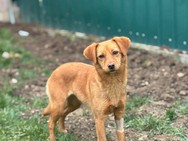 beitragsbild-ausschnitt-dori-tierschutz-verein-organisation-daisy-adoptieren-helfen-nordmazedonien-balkan