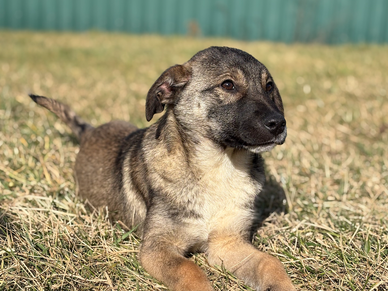 beitragsbild-ausschnitt-emmi-strassenhund-mischling-huendin-mazedonien-balkan-tierschutzh-organisation