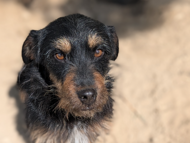 beitragsbild-ausschnitt-lotte-terrier-mischling-dame-huendin-tierschutz-verein-organisation-mazedonien-balkan-adoptieren