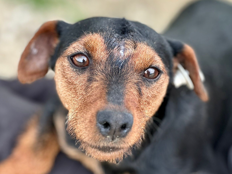 beitragsbild-ausschnitt-mia-huendin-strassenhunde-tierschutz-verein-organisation-balkan-nordmazedonien