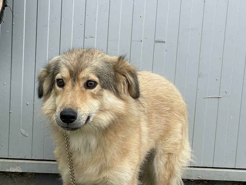 beitragsbild-ausschnitt-mogli-strassenhund-tierschutz-nordmazedonien-balkan