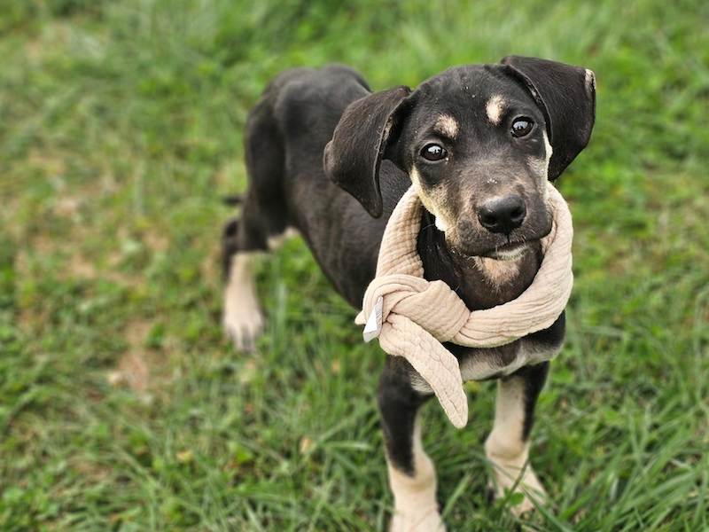 beitragsbild-ausschnitt-pluto-tierschutz-mazedonien-skopje-welpe-junghund