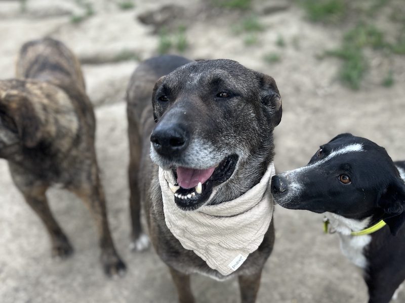 beitragsbild-ben-schaeferhund-mischling-senior-ruede-aus-tierschutz-nordmazedonien-adoptieren.
