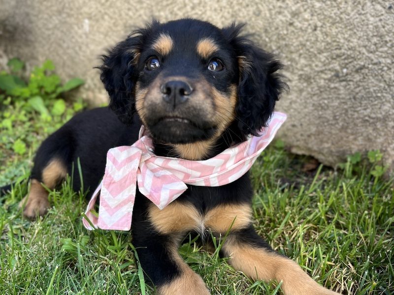 beitragsbild-bonnie-welpe-huendin-aus-tierschutz-nordmazedonien-skopje-adoptieren