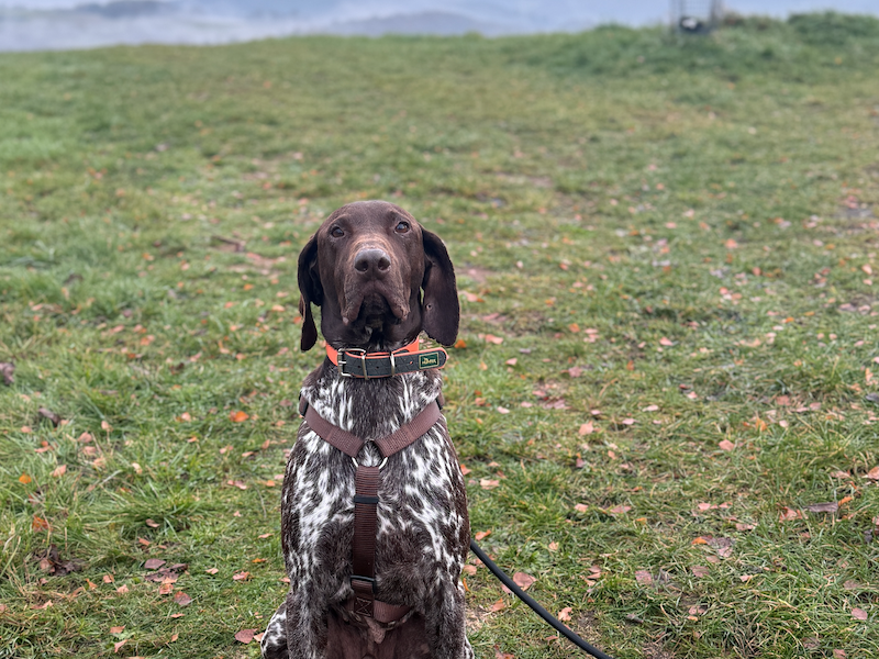 beitragsbild-boogie-pflegestelle-tierschutz-hund-mazedonien-balkan-skopje-adoptieren