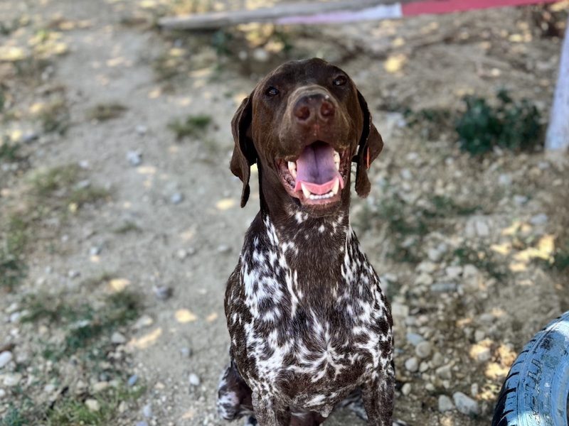 beitragsbild-boogie-tierschutzhund-deutsch-kurzhaar-mischling-nordmazedonien-skopje-adoptieren