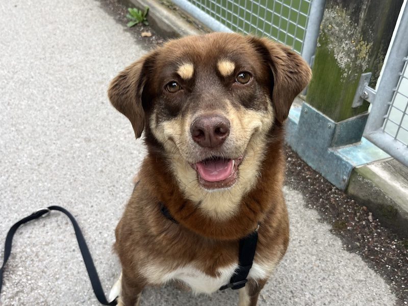 beitragsbild-brownie-pflegehund-muenchen-tierschutzhund-huendin-aus-nordmazedonien