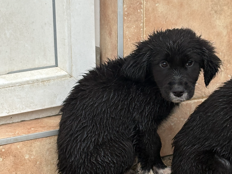 beitragsbild-debbie-welpe-tierschutz-skopje-nordmazedonien