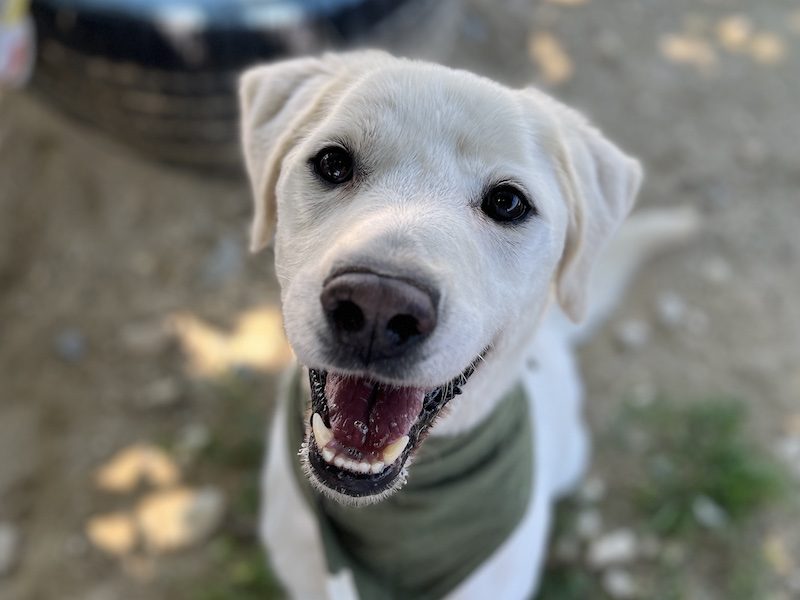 beitragsbild-denis-junghund-labrador-mischling-aus-dem-tierschutz-skopje-nordmzadonien