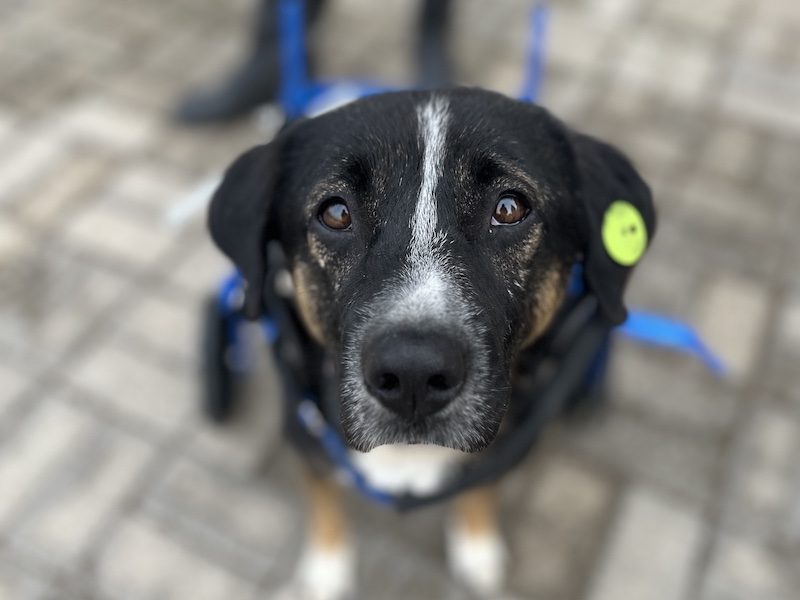 beitragsbild-elian-rollstuhl-hund-ruede-aus-dem-tierschutz