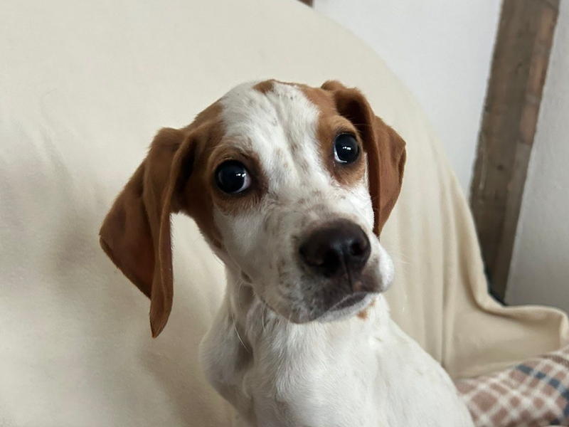 beitragsbild-elmo-tierschutz-hund-ruede-englisch-pointer-mazedonien-balkan