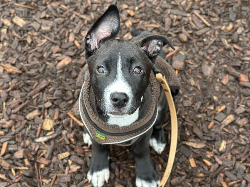 beitragsbild-floki-welpe-pflegestelle-tierschutz-nordmazedonien-balkan-skopje-ruede