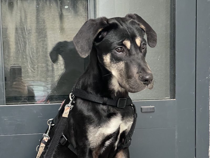 beitragsbild-freundlicher-ruede-aus-dem-tierschutz-junghund-welpe-pluto-aus-nordmazedonien-duesseldorf-nrw-pflegehund