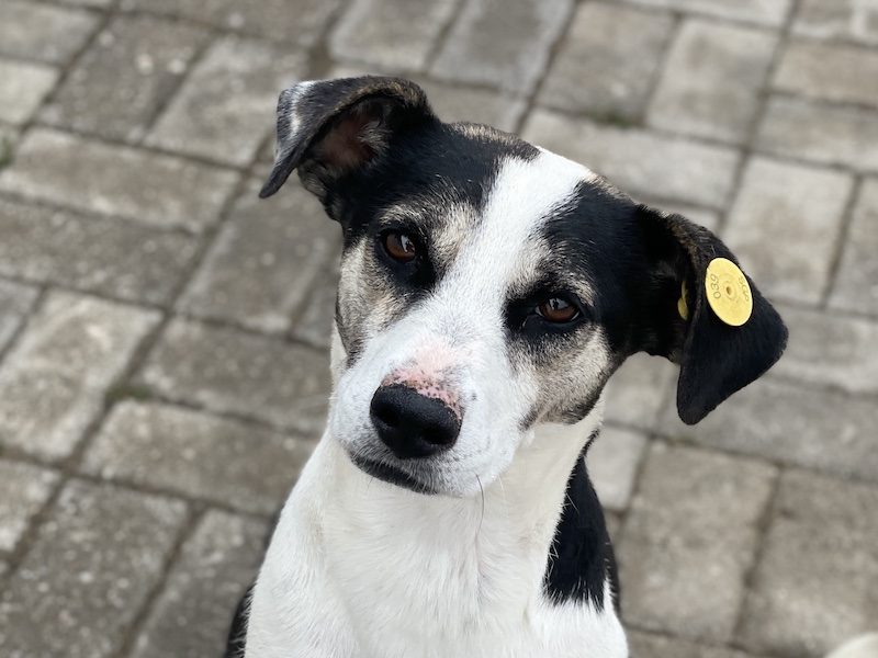 beitragsbild-frodo-freundlicher-ruede-aus-dem-tierschutz-nordmazedonien-skopje-balkan