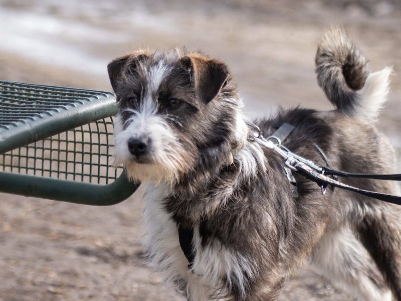 beitragsbild-huendin-mika-terrier-aus-dem-tierschutz-balkan-nordmazedonien-skopje-pflegehund-berlin