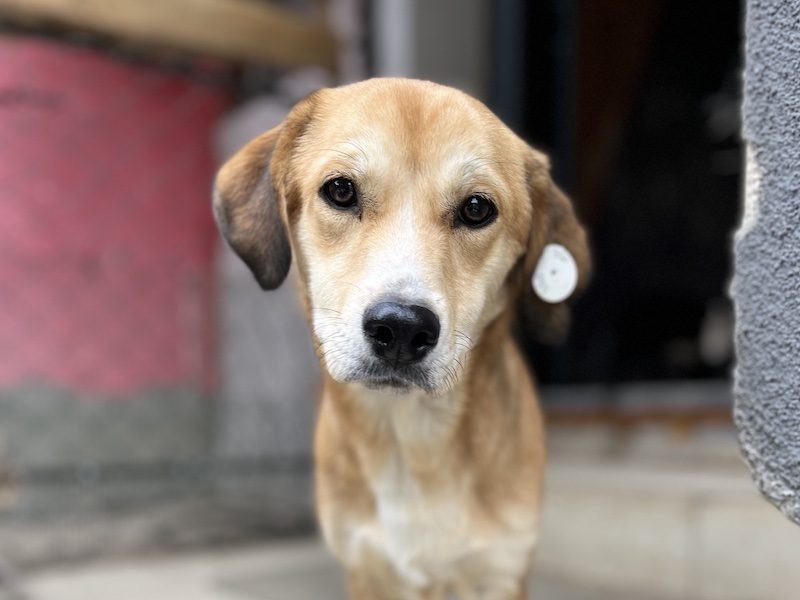 beitragsbild-huendin-tierschutzhund-junge-zina-balkan-nordmazedonien-skopje