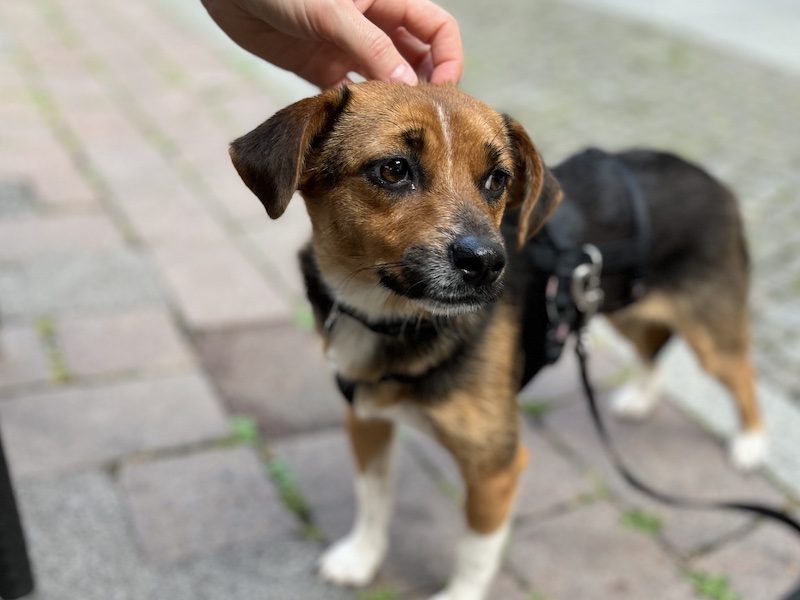 beitragsbild-ina-kleine-huendin-aus-dem-tierschutz-nordmazedonien-skopje-auf-pflegestelle-im-sauerland