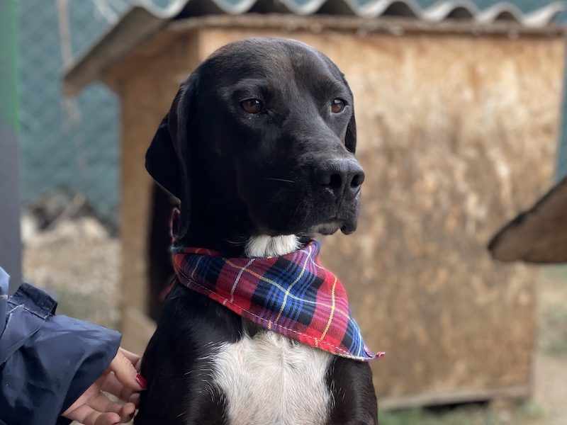 beitragsbild-jeca-toller-ruede-aus-dem-tierschutz-balkan-nordmazedonien-skopje-adoptieren