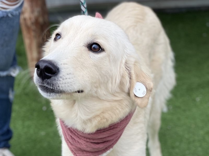 beitragsbild-junge-huendin-mila-aus-dem-tierschutz-skopje-nordmazedonien-adoptieren