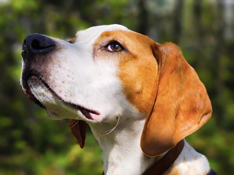 beitragsbild-junghund-ruede-englisch-pointer-pflegehund-elmo-augsburg-nordmazedonien-balkan-skopje
