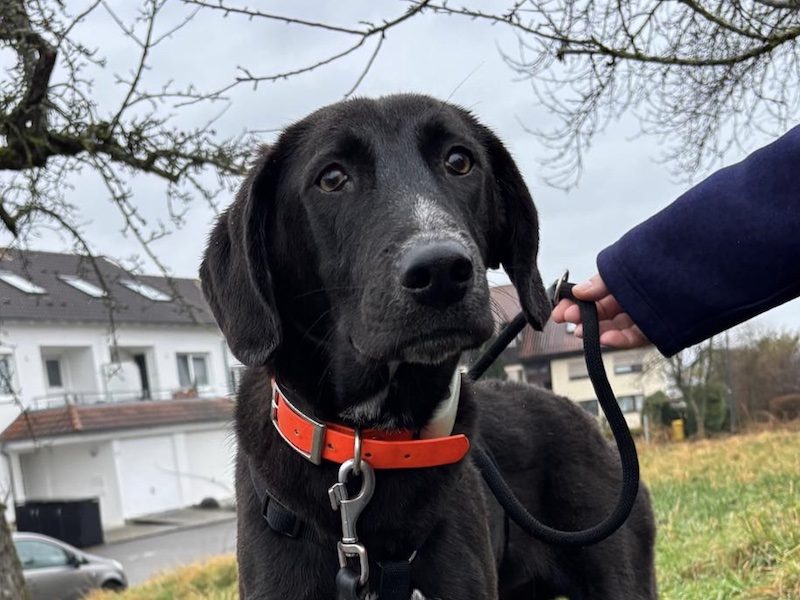 beitragsbild-junghund-stevie-pflegehund-stuttgart-tierschutzhund-nordmazedonien-balkan-skopje-adoptieren