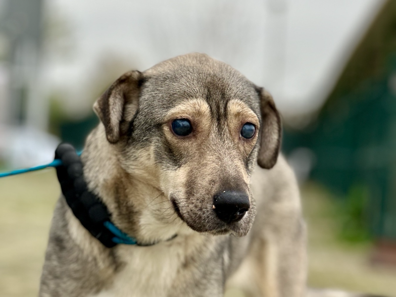 beitragsbild-lida-tierschutz-huendin-skopje-nordmazedonien-balkan