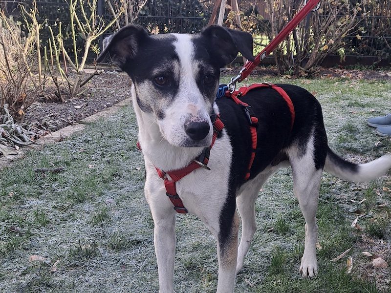 beitragsbild-liebevoller-ruede-aus-dem-tierschutz-tierschutzhund-frodo-pflegehund-stuttgart