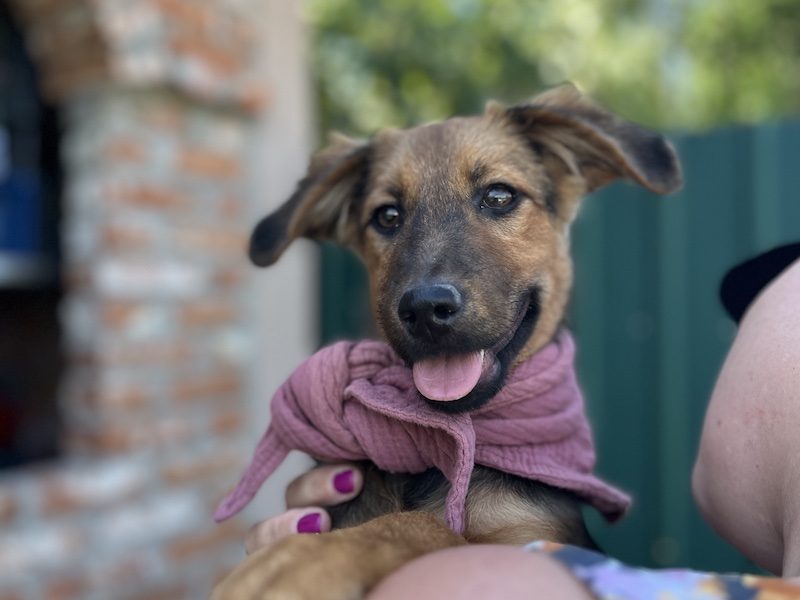 beitragsbild-masha-welpe-junghund-aus-dem-tierschutz-nordmazedonien-skopje-adoptieren