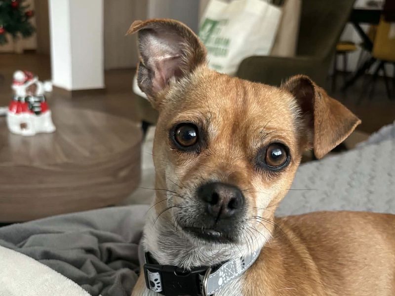 beitragsbild-menschenbezogene-huendin-aus-dem-tierschutz-kleine-yuki-balkan-nordmazedonien-skopje