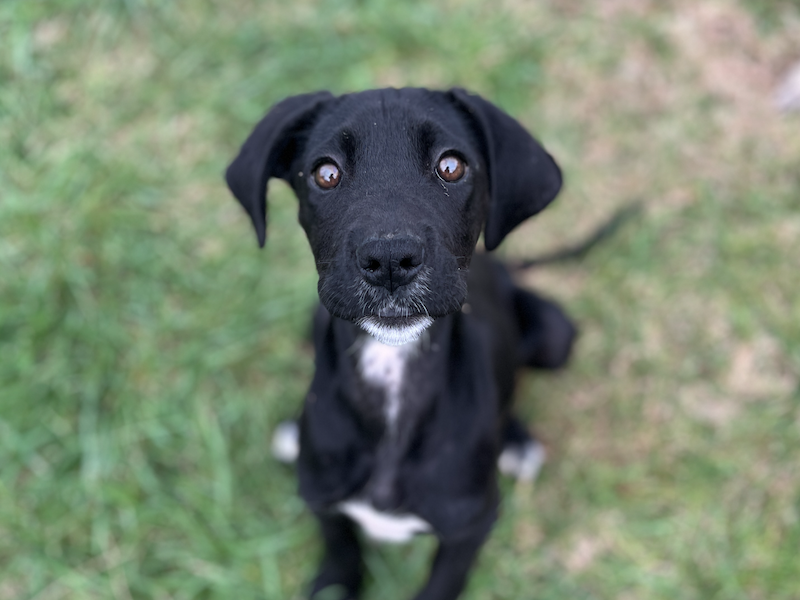 beitragsbild-mica-ausschnitt-junghund-mazedonien-balkan-tieschutz