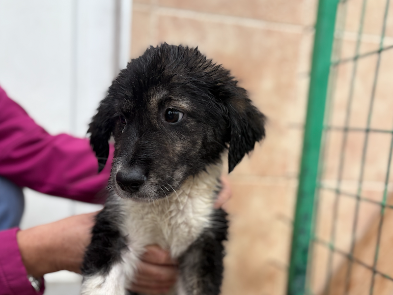 beitragsbild-nena-tierschutz-hund-welpe-junghund-mazedonien