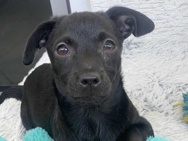 beitragsbild-nour-kleiner-welpe-aus-dem-tierschutz-adoptieren-nordmazedonien