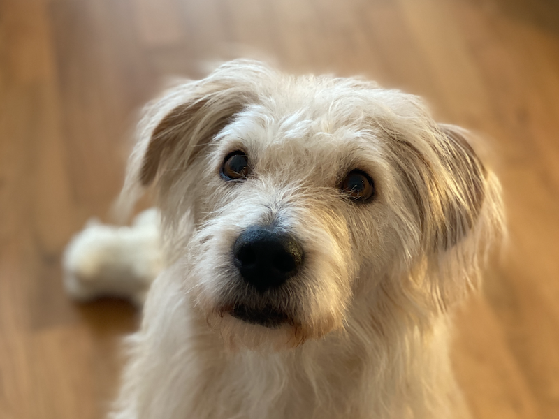 beitragsbild-oggy-tierschutz-strassenhund-mazedonien-skopje-balkan-adoptieren