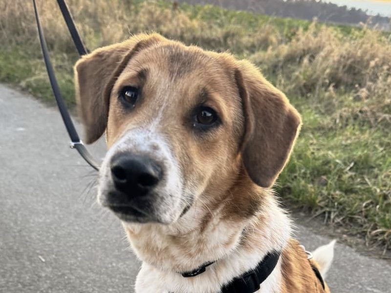 beitragsbild-ozzy-pflegehund-hamburg-niedersachsen-aus-nordmazedonien-skopje-balkan-adoptieren