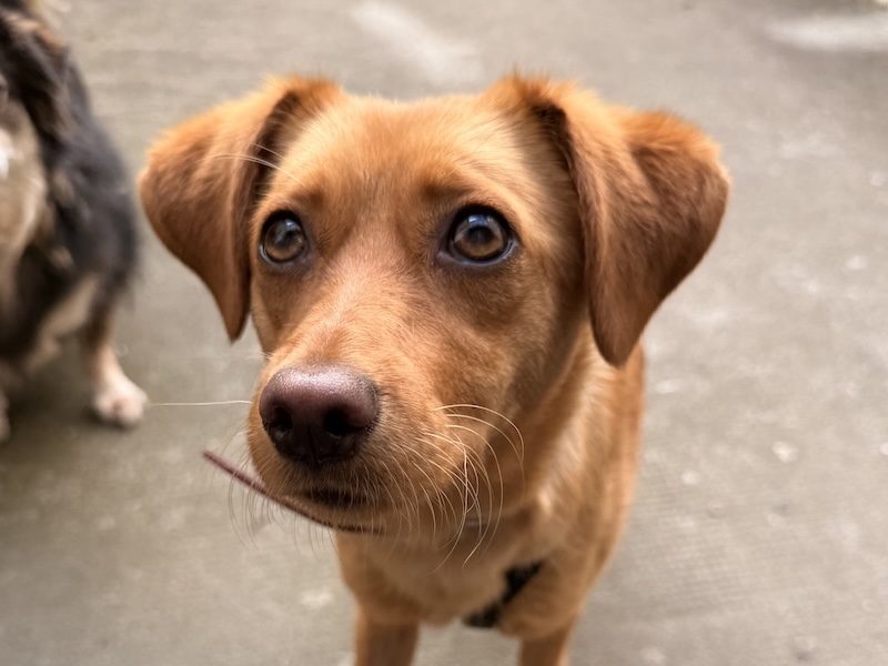 beitragsbild-pflegehund-huendin-in-berlin-klein-braun-dori-aus-tierschutz-balkan-nordmazedonien-skopje