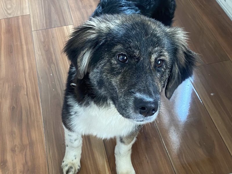 beitragsbild-pflegehund-nena-huendin-aus-dem-tierschutz-balkan-nordmazedonien-skopje-adoptieren-in-berlin