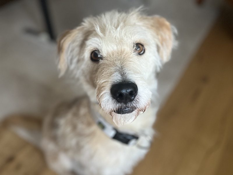 beitragsbild-pflegehund-oggy-aus-dem-tierschutz-ruede-nordmazedonien-hochsauerland-potsdam-brandenburg