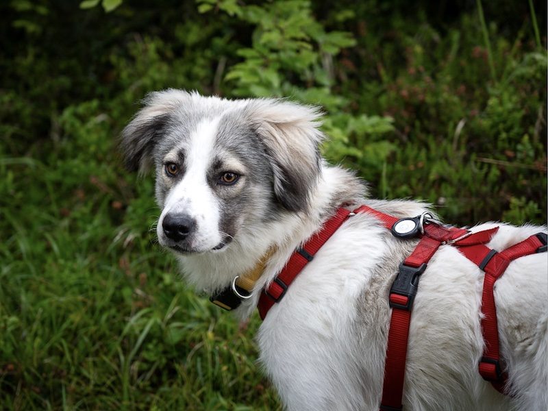 beitragsbild-pflegehund-ruede-willow-aus-tierschutz-bei-muenster-adoptieren