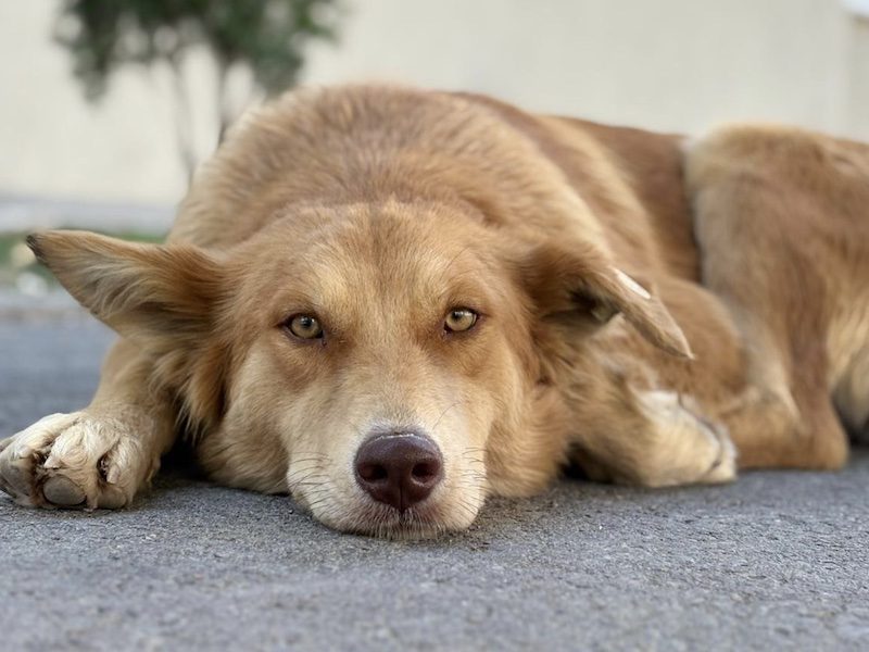 beitragsbild-rachel-goldene-huendin-aus-dem-tierschutz-toll-skopje-nordmazedonien-adoptieren