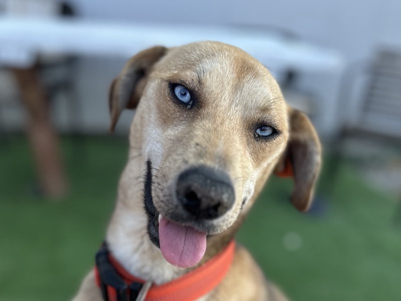 beitragsbild-simon-traumhund-ruede-aus-dem-tierschutz-blaue-augen-nordmazedonien-skopje-adoptieren