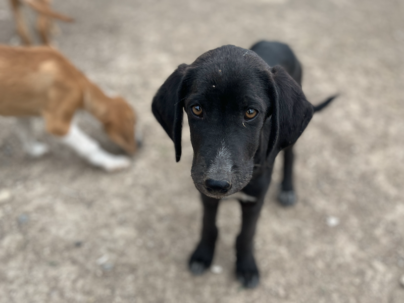 beitragsbild-stevie-junghund-bracke-mischling-skopje-nordmazedonien