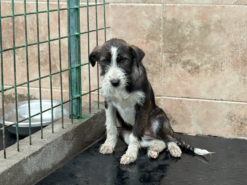 beitragsbild-tierschutz-huendin-nika-mazedonien-tierheim-shelter